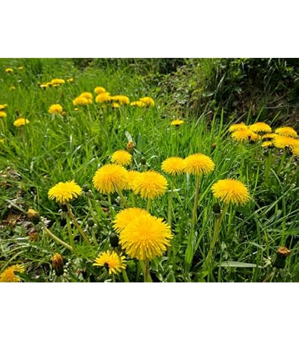 Kulbalarda jinsiy aloqa Chozilgan va miltillovchi külotlar video